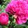 Long Island Garden: June Blooms