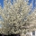 Contagious Fungus Attacks Ornamental Pear Trees on Long Island