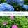 A Guide to Pruning Hydrangea